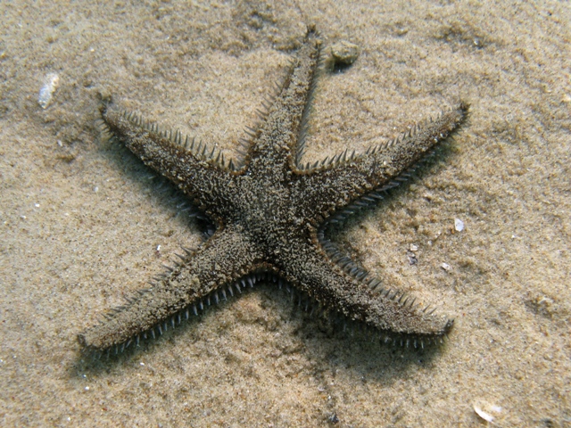 Astropecten spinulosus (Philippi, 1837)